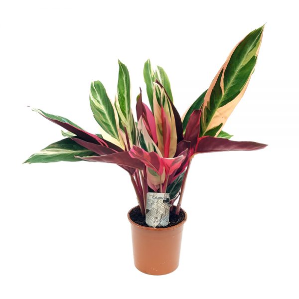 Calathea Stromanthe