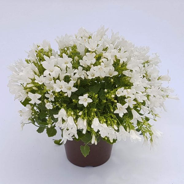 Campanula - floarea clopotel