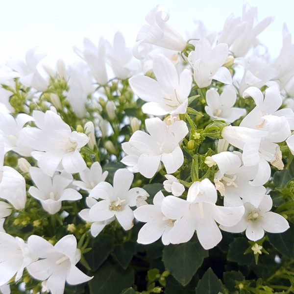 Campanula - floarea clopotel