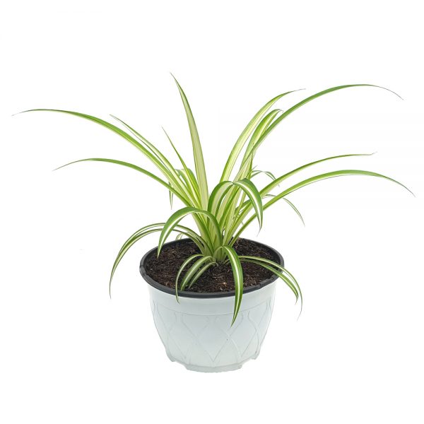 Chlorophytum - planta paianjen