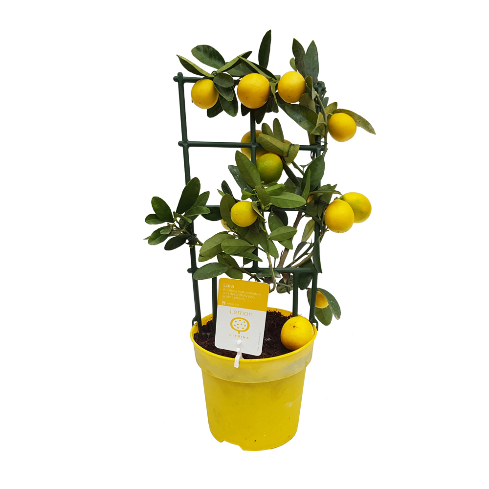 Citrice Limonela