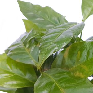 Coffea Arabica - arborele de cafea - imagine 2