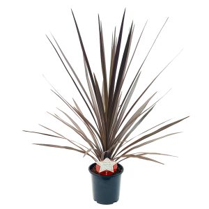 Cordyline australis