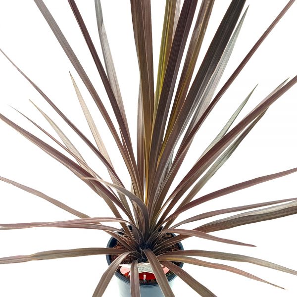 Cordyline australis - imagine 2