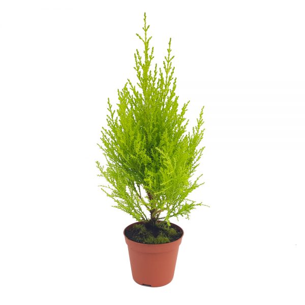 Cupressus Goldcrest Wilma