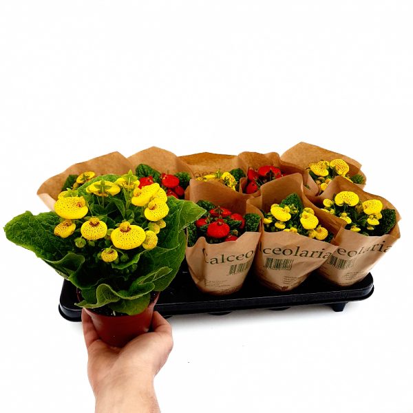 Calceolaria - Condurul doamnei