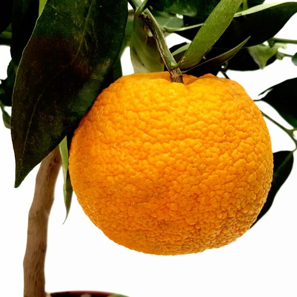Citrice - Portocali fructe mari arancia - imagine 2