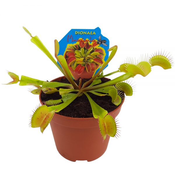 Dionaea Muscipula
