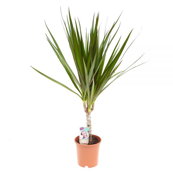 Dracaena marginata 1 tulpina