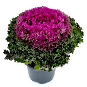 Brassica - Varza ornamentala - imagine 5