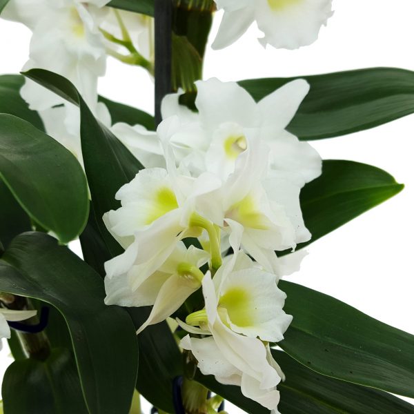 Dendrobium - Orhidee - imagine 4
