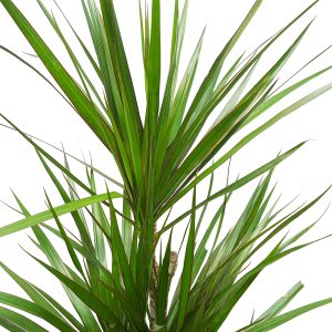 Dracaena Marginata 4 tulpini - imagine 2