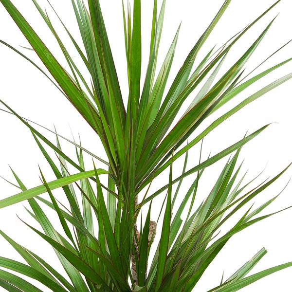 Dracaena Marginata 5 tulpini - imagine 2