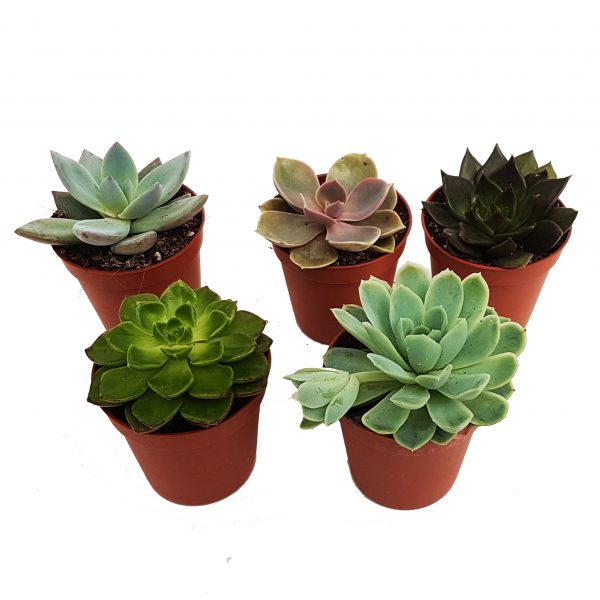 Mini suculente - mix echeveria - imagine 2
