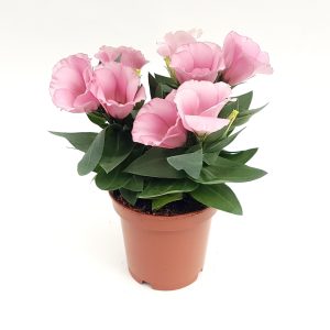 Eustoma medie - imagine 4