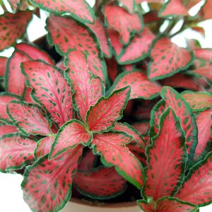 Fittonia - imagine 3