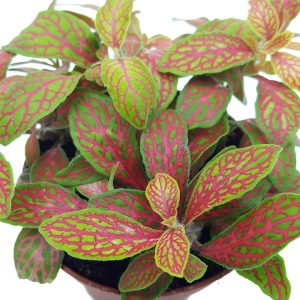 Fittonia - imagine 2