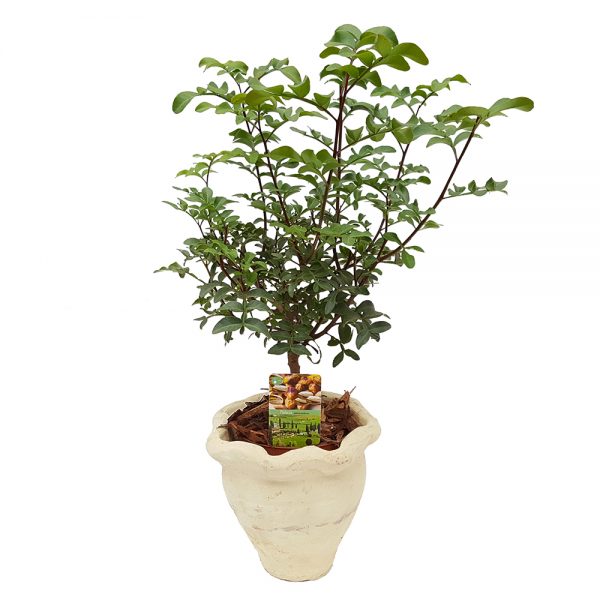 Pistacia Lentiscus - Arborele de fistic