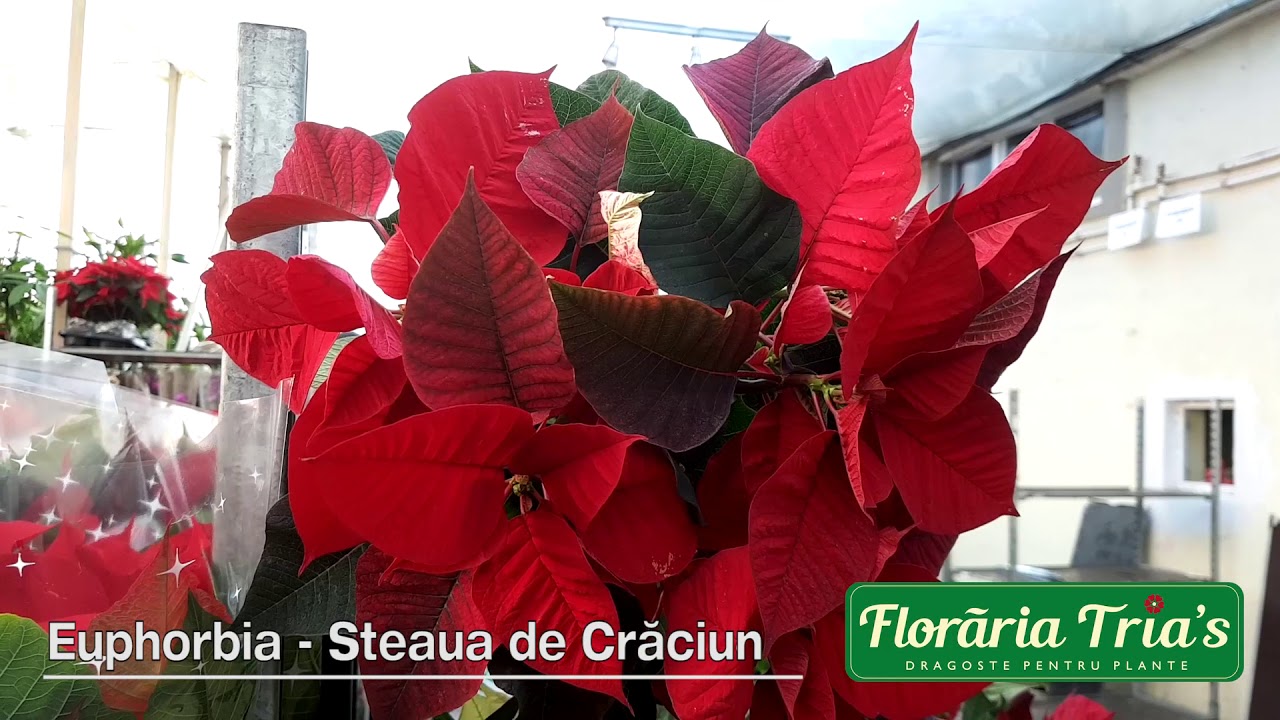 Cum se ingrijeste Craciunita Euphorbia?