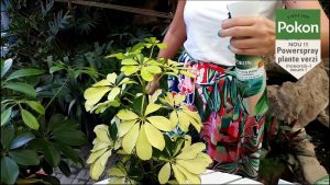 Powerspray-plante-verzi-si-palmieri