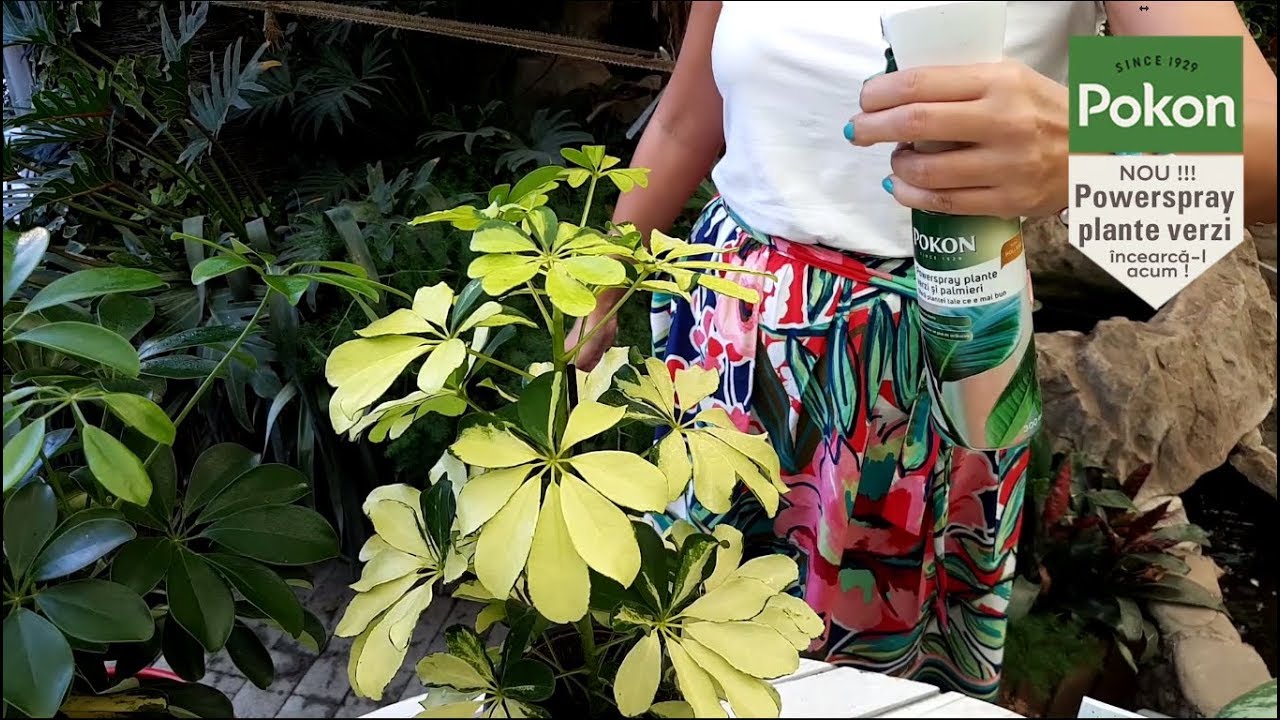 Powerspray-plante-verzi-si-palmieri