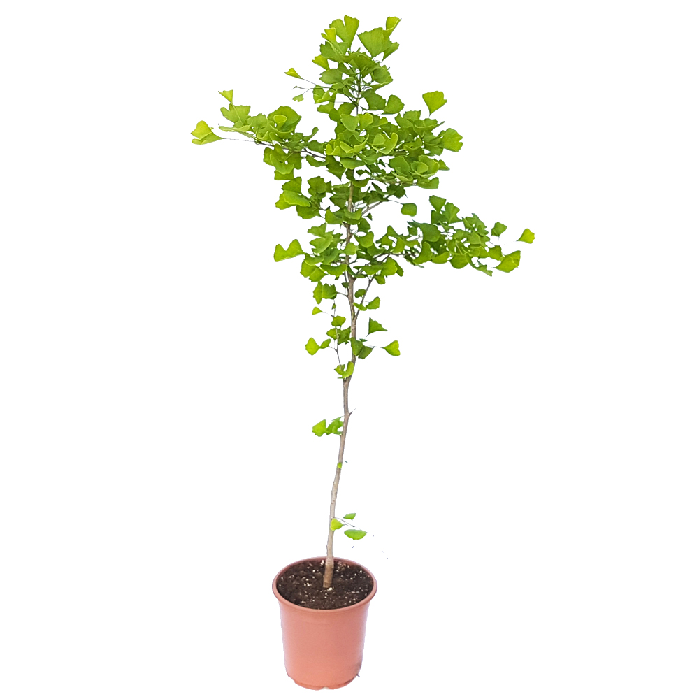 GINKGO-BILOBA-D21-H100-1 GINKGO-BILOBA