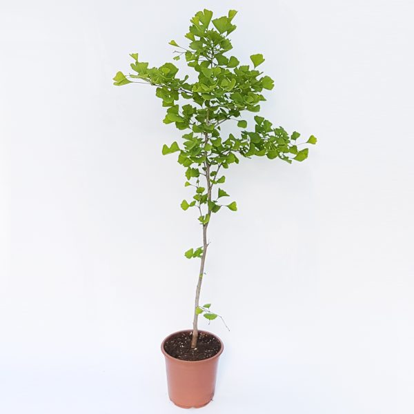 Ginkgo Biloba - imagine 3