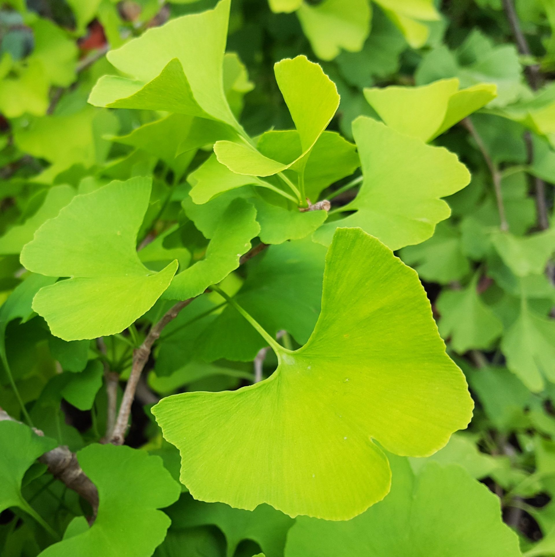 GINKGO-BILOBA-D21-H100-v2.2 Ginkgo Biloba - imagine 2