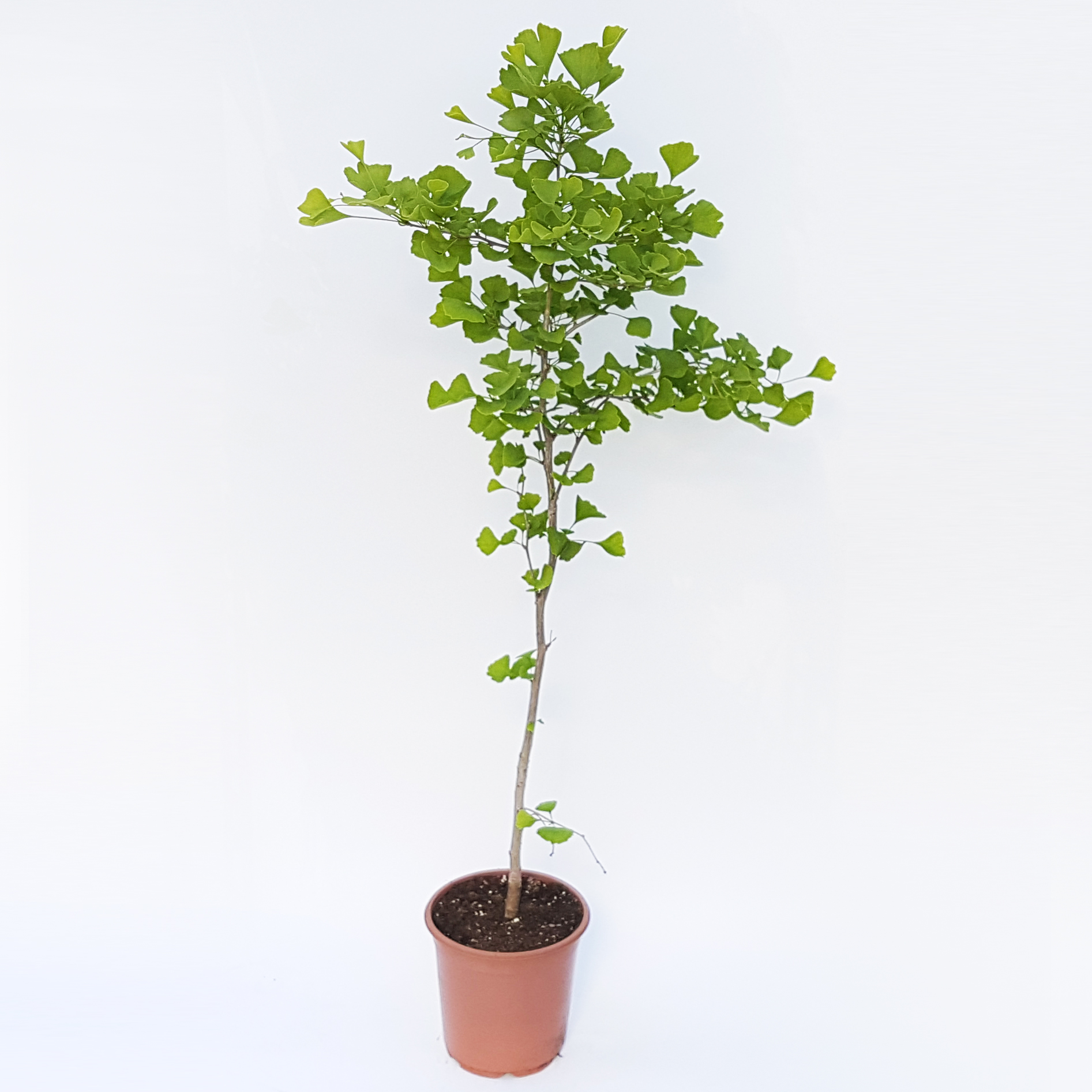 GINKGO-BILOBA-D21-H100 Ginkgo Biloba - imagine 3