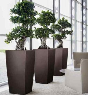 Lechuza Cubico alto Premium - All in One Set - Rosu scarlet 40 cm - imagine 11