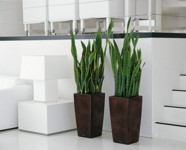 Lechuza Cubico Premium - All in One Set - Argintiu 22 cm - imagine 6