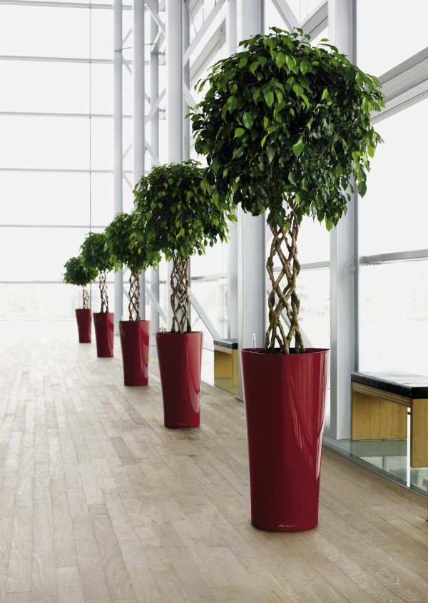 Lechuza Delta Premium - Rosu scarlet 30 cm - imagine 3