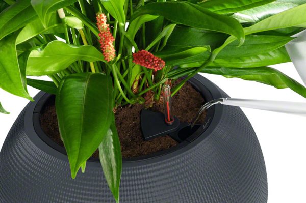Lechuza Puro Color - All In One - Gri 20 cm - imagine 17