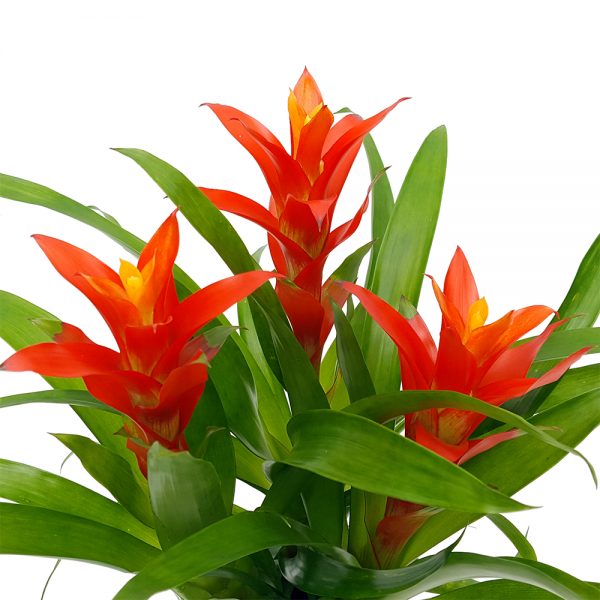 Guzmania Jazz Multiflora - imagine 2