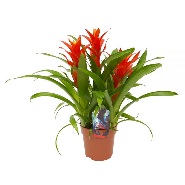 Guzmania Jazz Multiflora