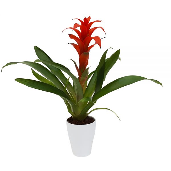 Guzmania standard cu ghiveci de ceramica - imagine 3