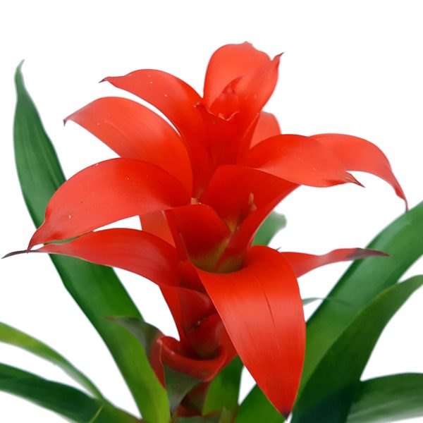 Guzmania standard cu ghiveci de ceramica - imagine 2