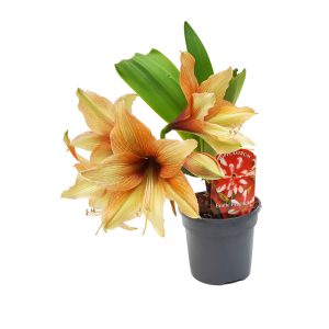 Crinul de camera - Amaryllis Hippeastrum - imagine 3