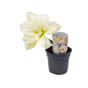 Crinul de camera - Amaryllis Hippeastrum - imagine 2