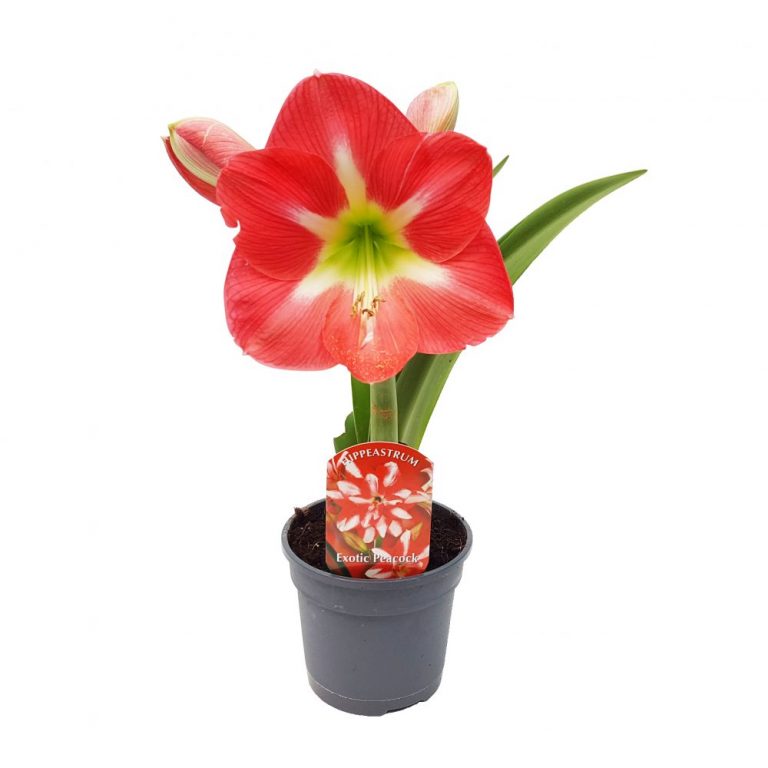 Crinul de camera - Amaryllis Hippeastrum