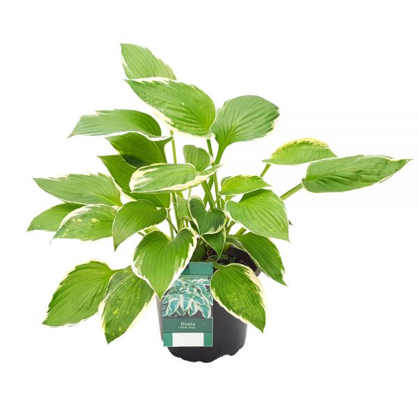 Hosta extra - Crin de toamna