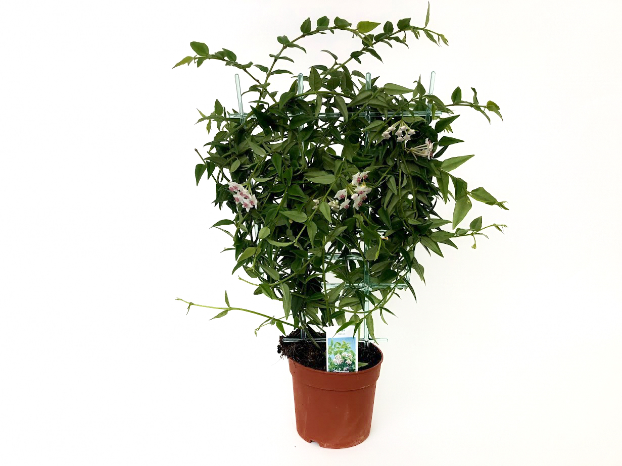 Hoya Bella Flori De Ceara Florăria Tria S