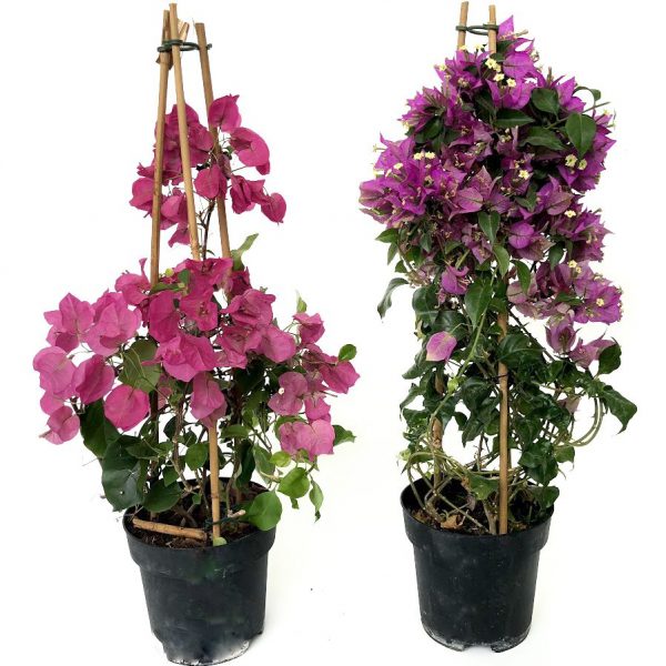 Bougainvillea piramida