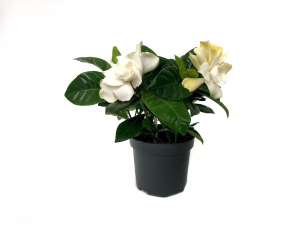 Gardenia Jasminoides