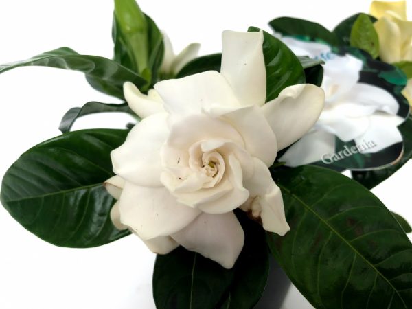 Gardenia Jasminoides - imagine 2