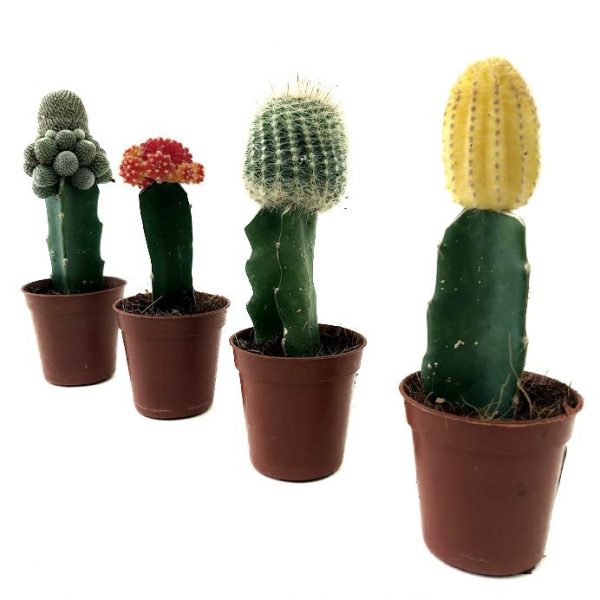Cactus mixt altoit Gymnocalycium