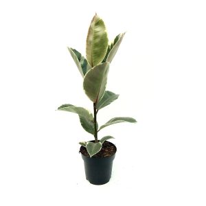 Ficus Tineke
