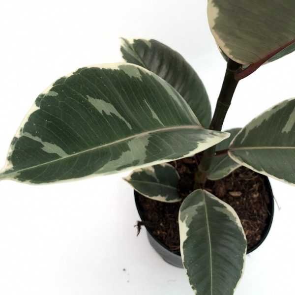 Ficus Tineke - imagine 2