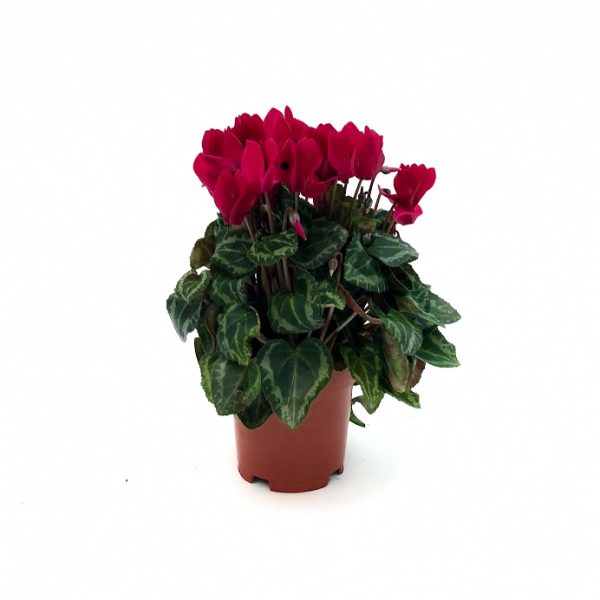 Cyclamen medie