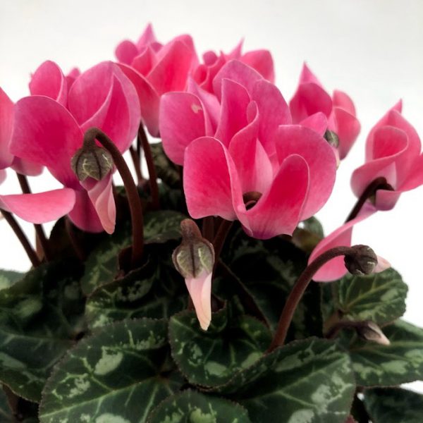 Cyclamen medie - imagine 4